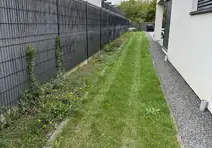 Allée envahie par les herbes avant tonte et désherbage